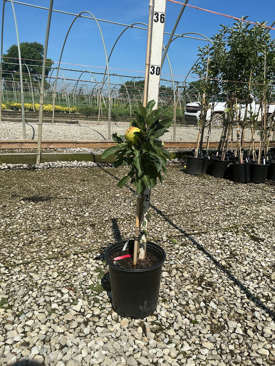 Malus domestica 'Tasty Red' â€” G2