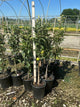Malus Fruit Snacks Blushing Delight Malus 'A68-173'