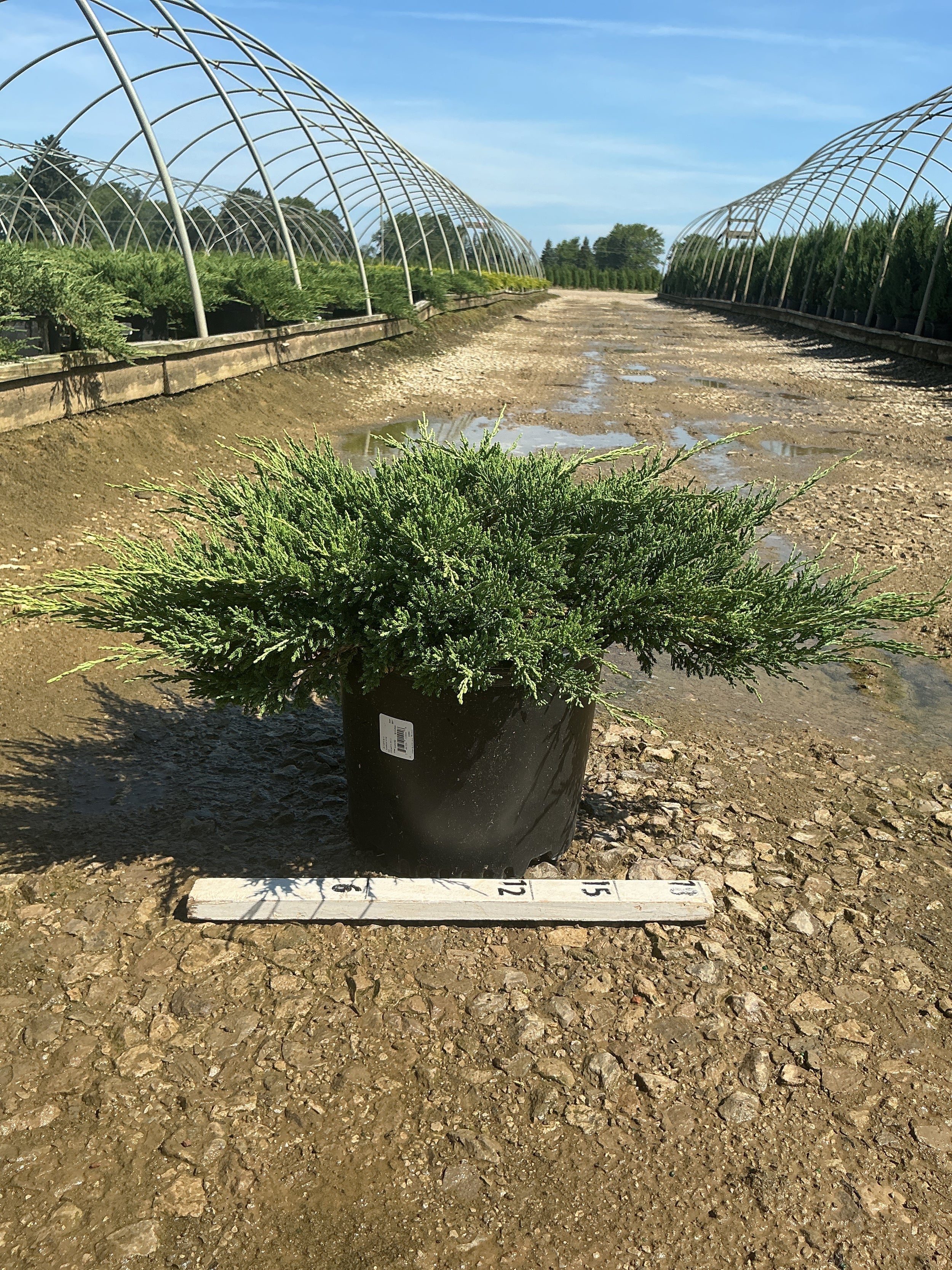 Juniperus chinensis 'Sargentii'