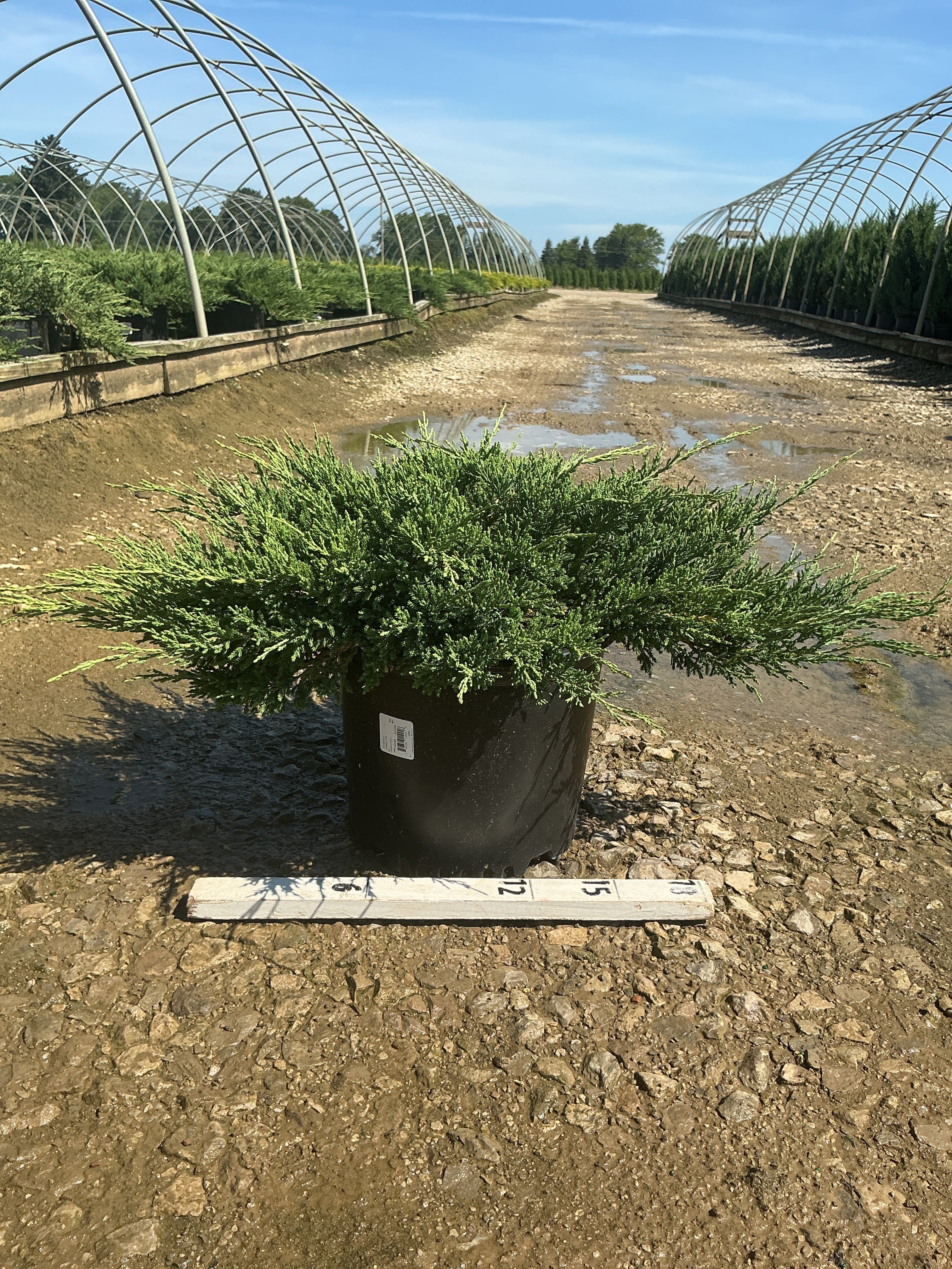 Juniperus chinensis 'Sargentii'