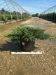 Juniperus chinensis 'Sargentii'