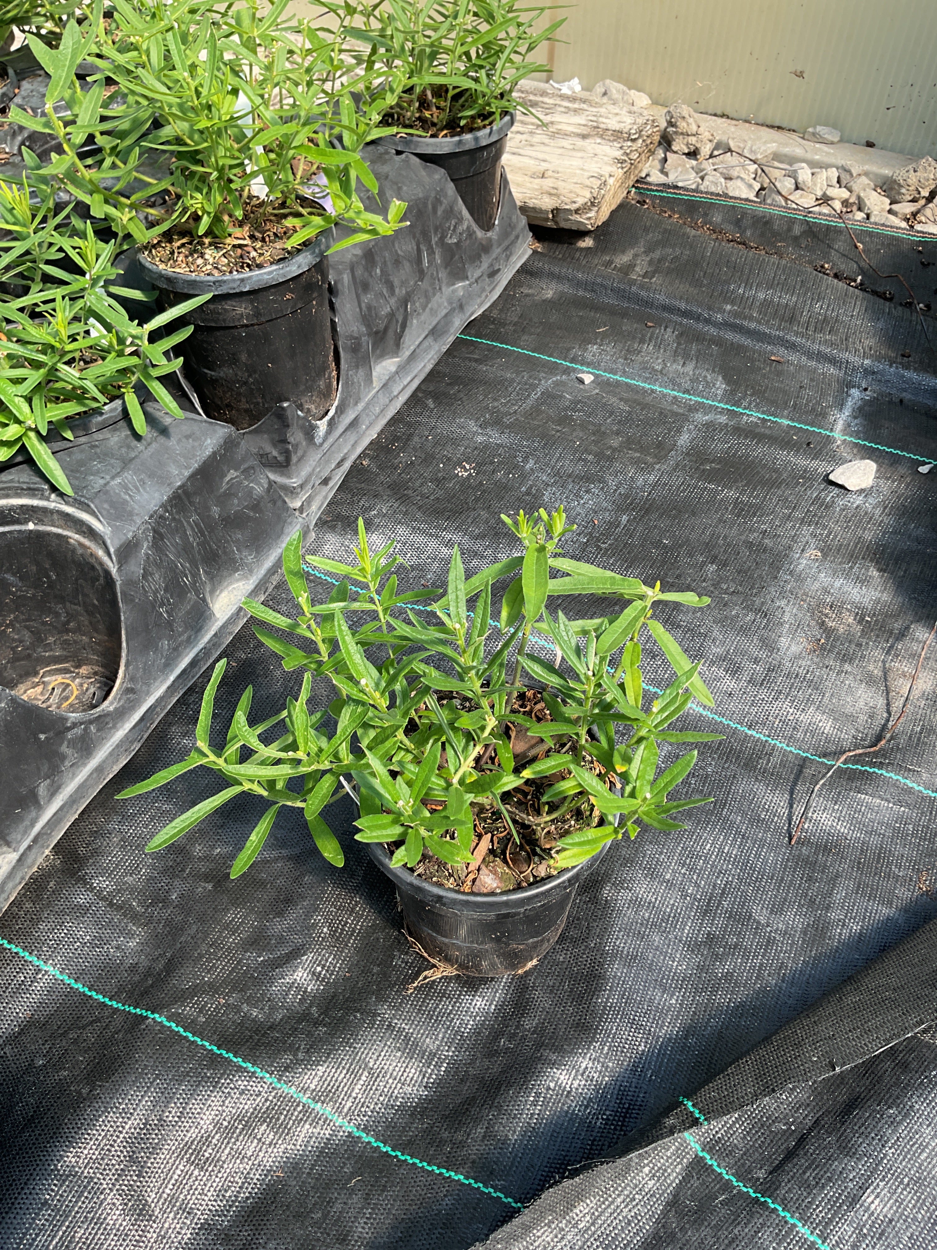 Asclepias tuberosa