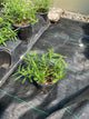 Asclepias tuberosa