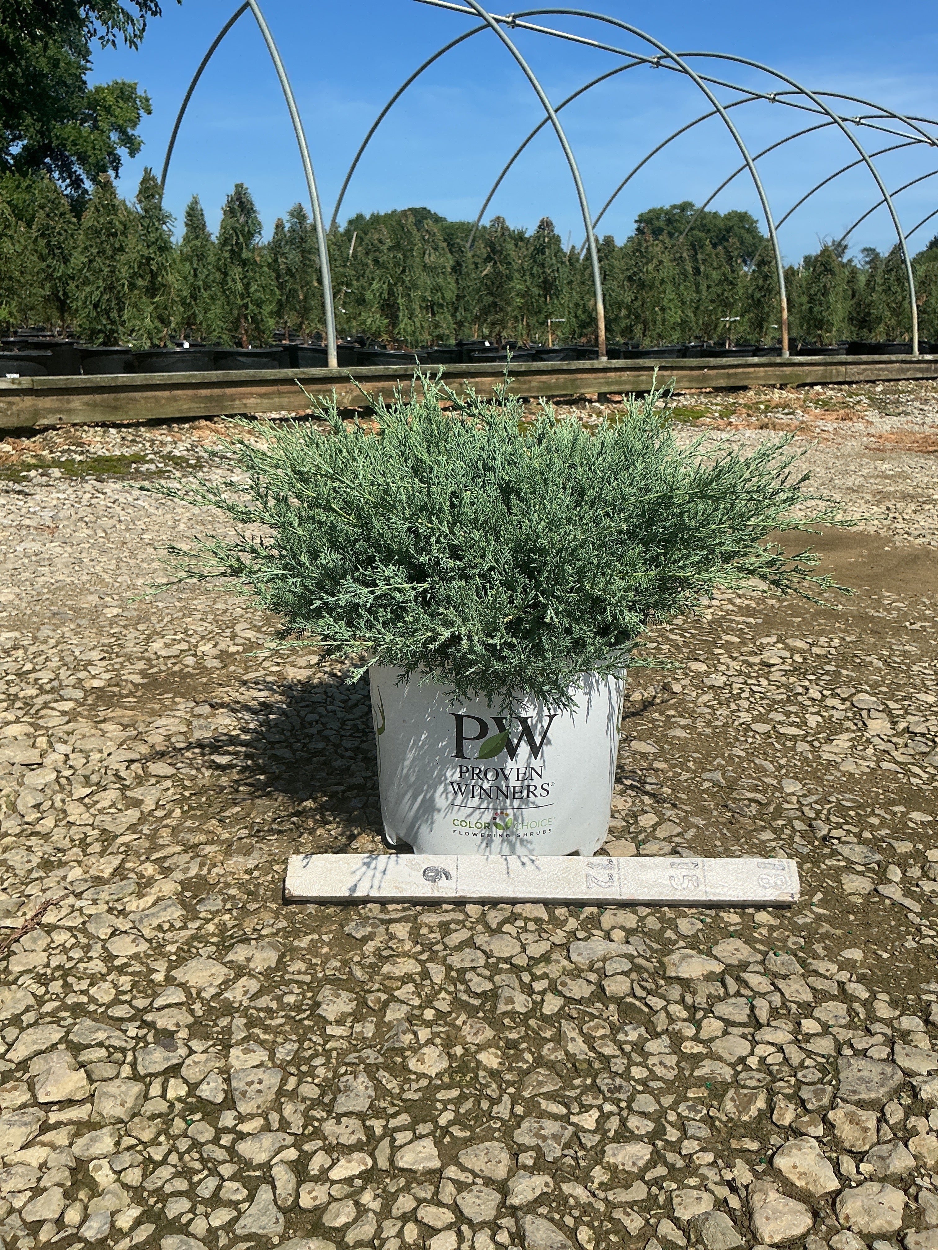 Juniper chinensis Montana Moss