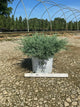 Juniper chinensis Montana Moss