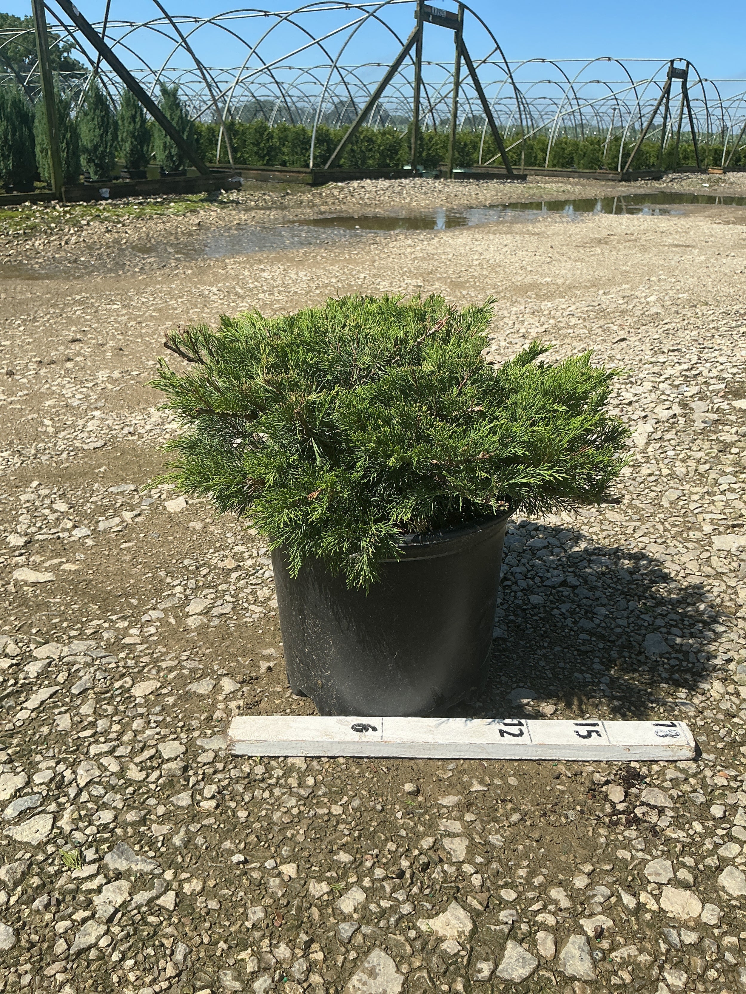 Juniperus sabina 'Sierra Spreader'