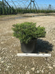 Juniperus sabina 'Sierra Spreader'