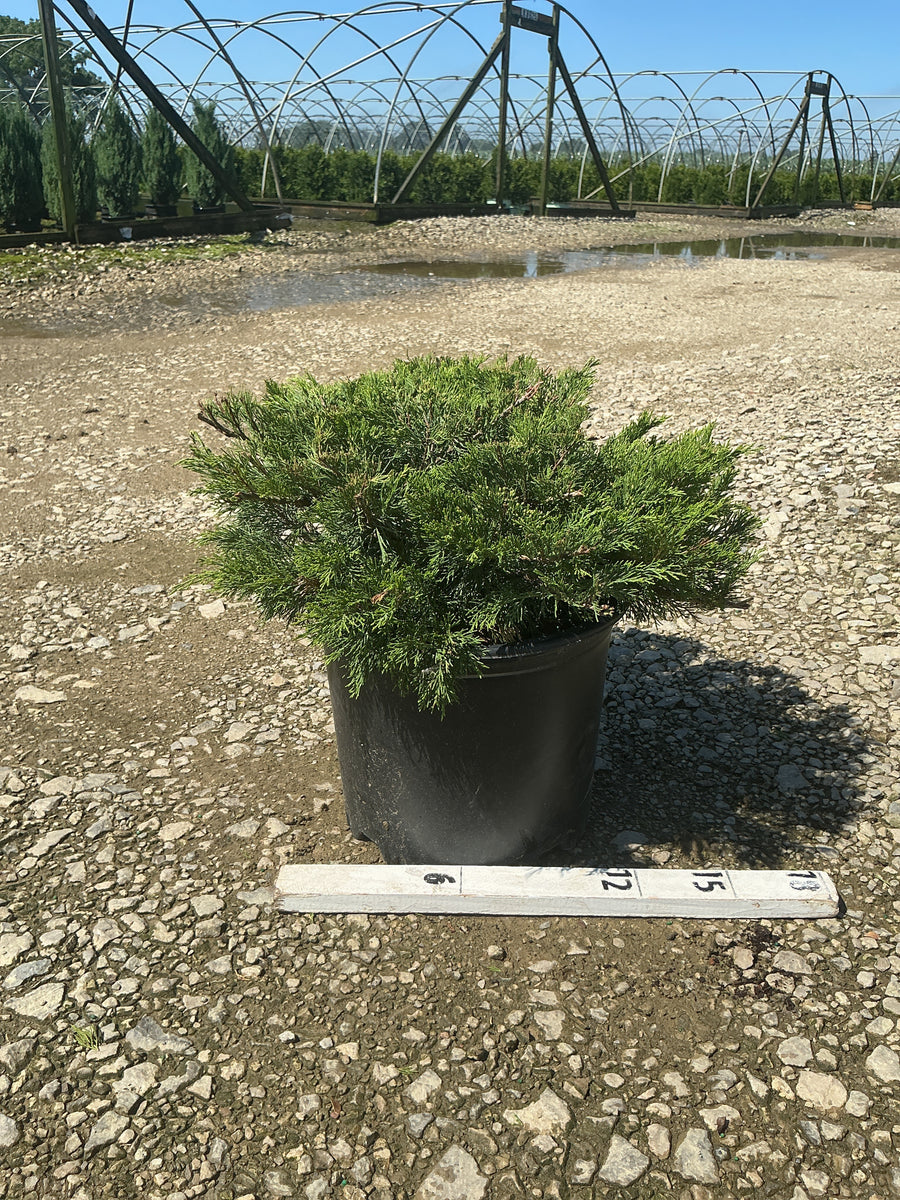 Juniperus sabina 'Sierra Spreader' â€” G3 15