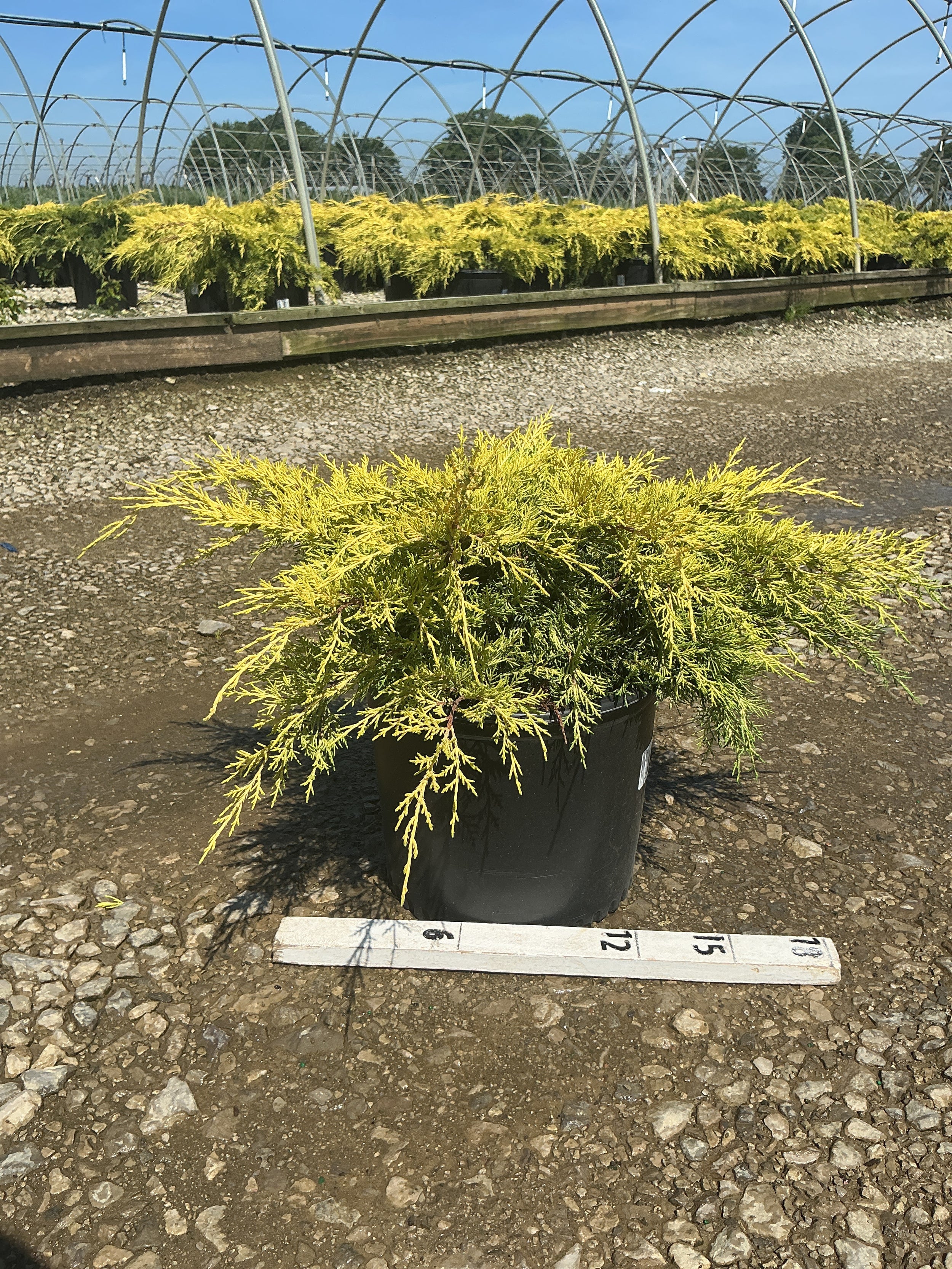 Juniperus chinensis 'Gold Lace'