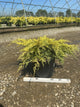 Juniperus chinensis 'Gold Lace'