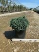 Juniperus squamata 'Blue Star'