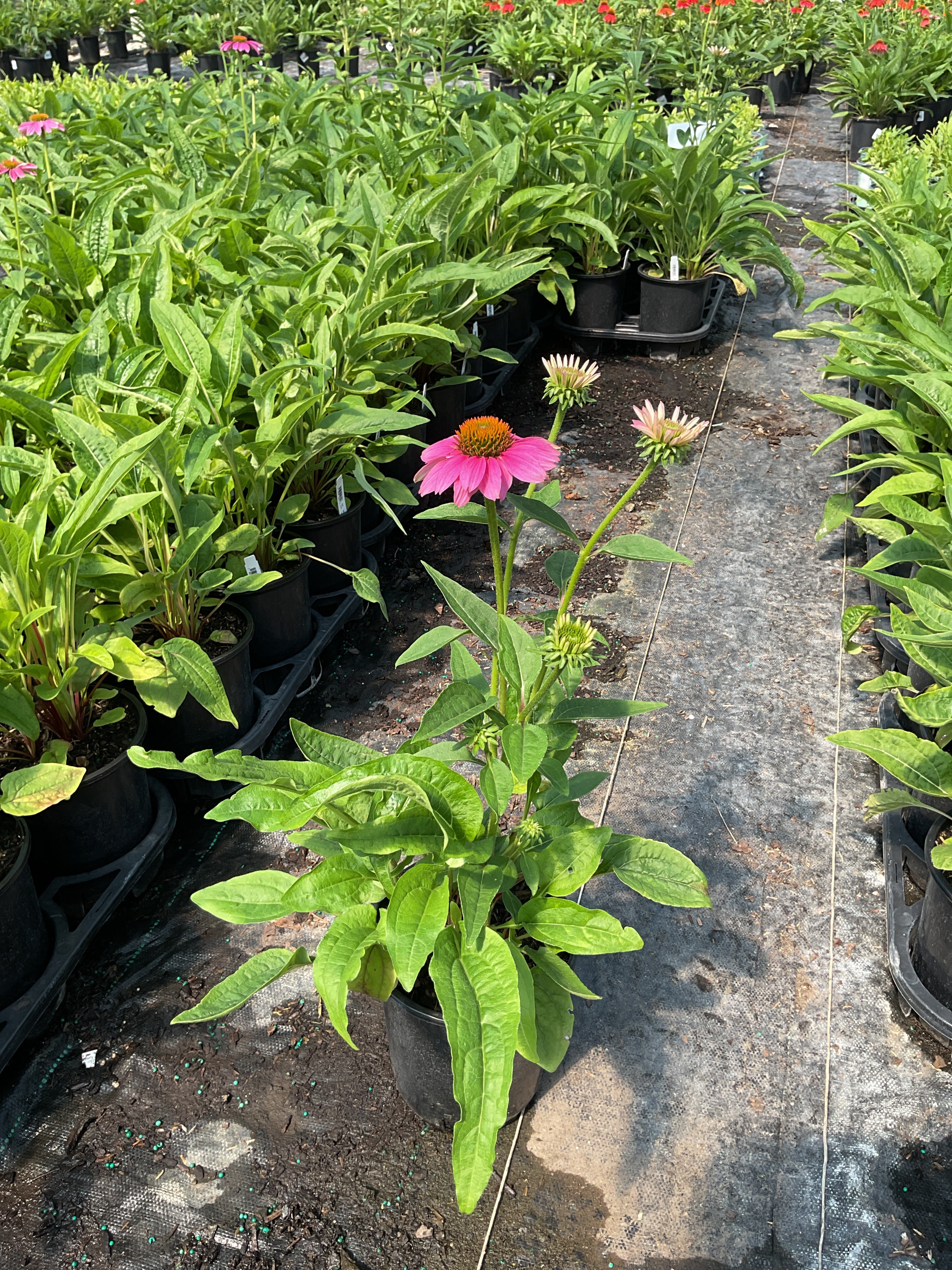 Echinacea purpurea 'PowWow Wild Berry'