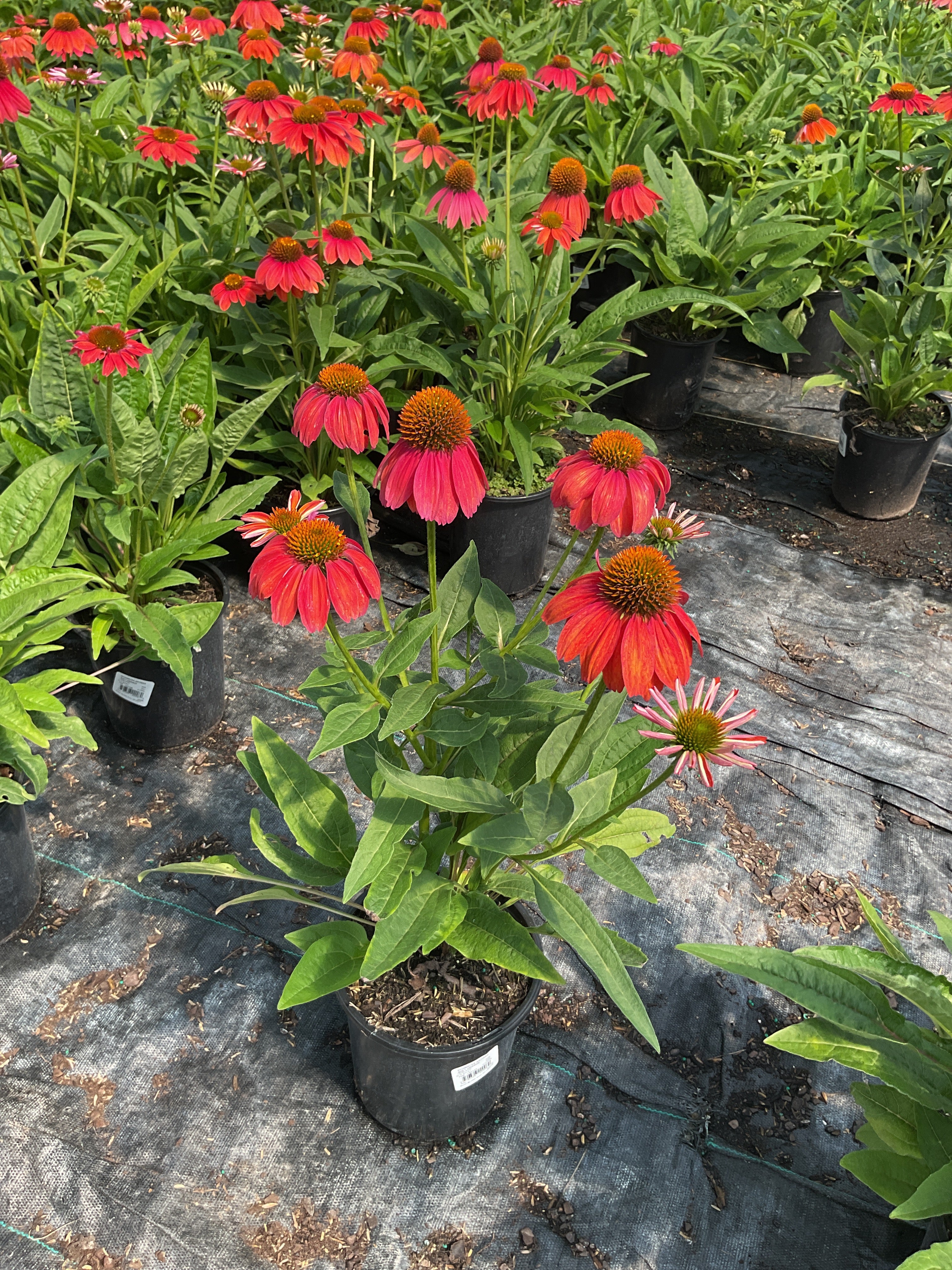 Echinacea artisan 'Red Ombre'