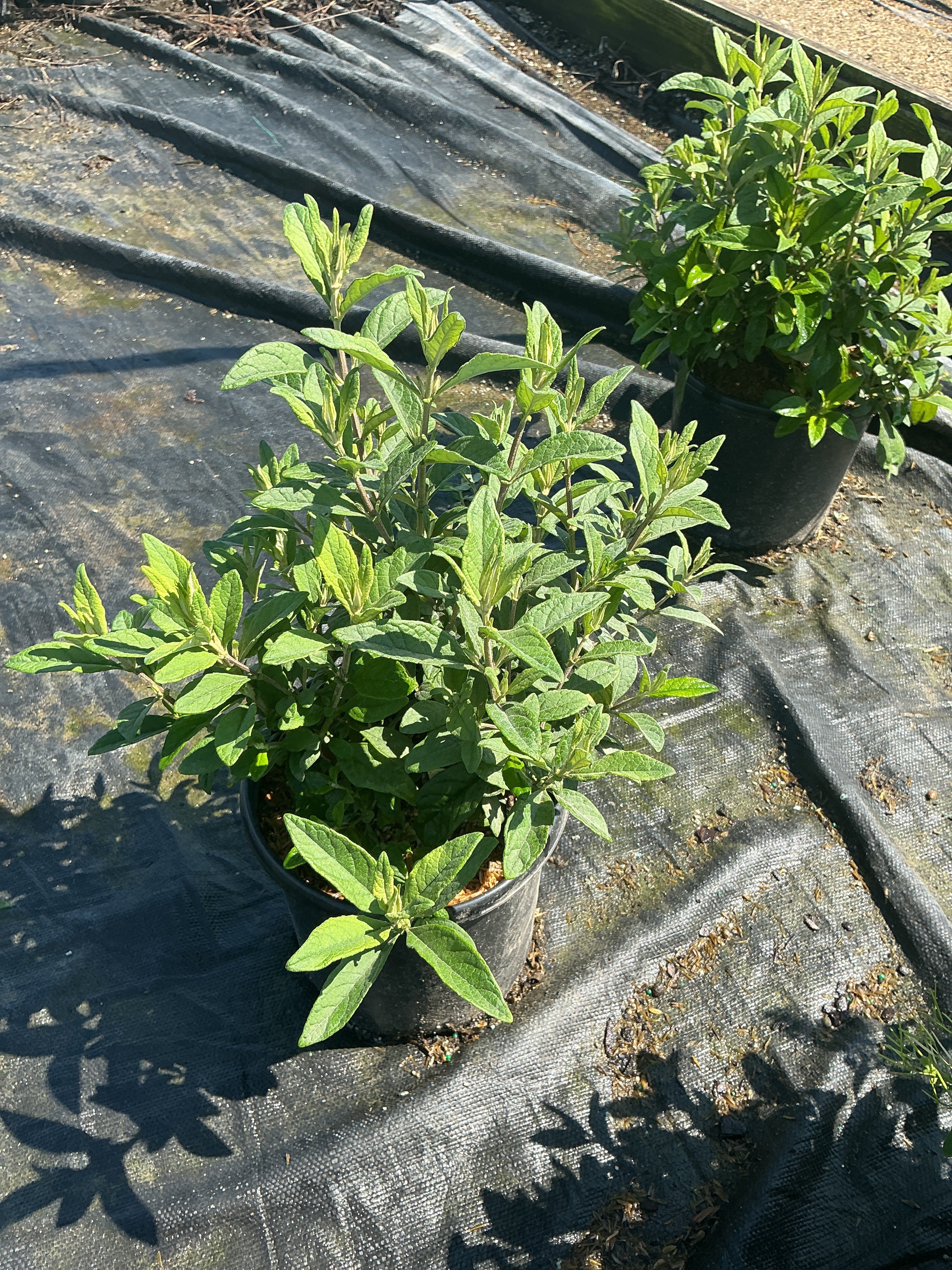 Buddleia davidii ‘Lil Raspberry’ (BotEx 006 PP34500)