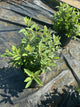 Buddleia davidii ‘Lil Raspberry’ (BotEx 006 PP34500)