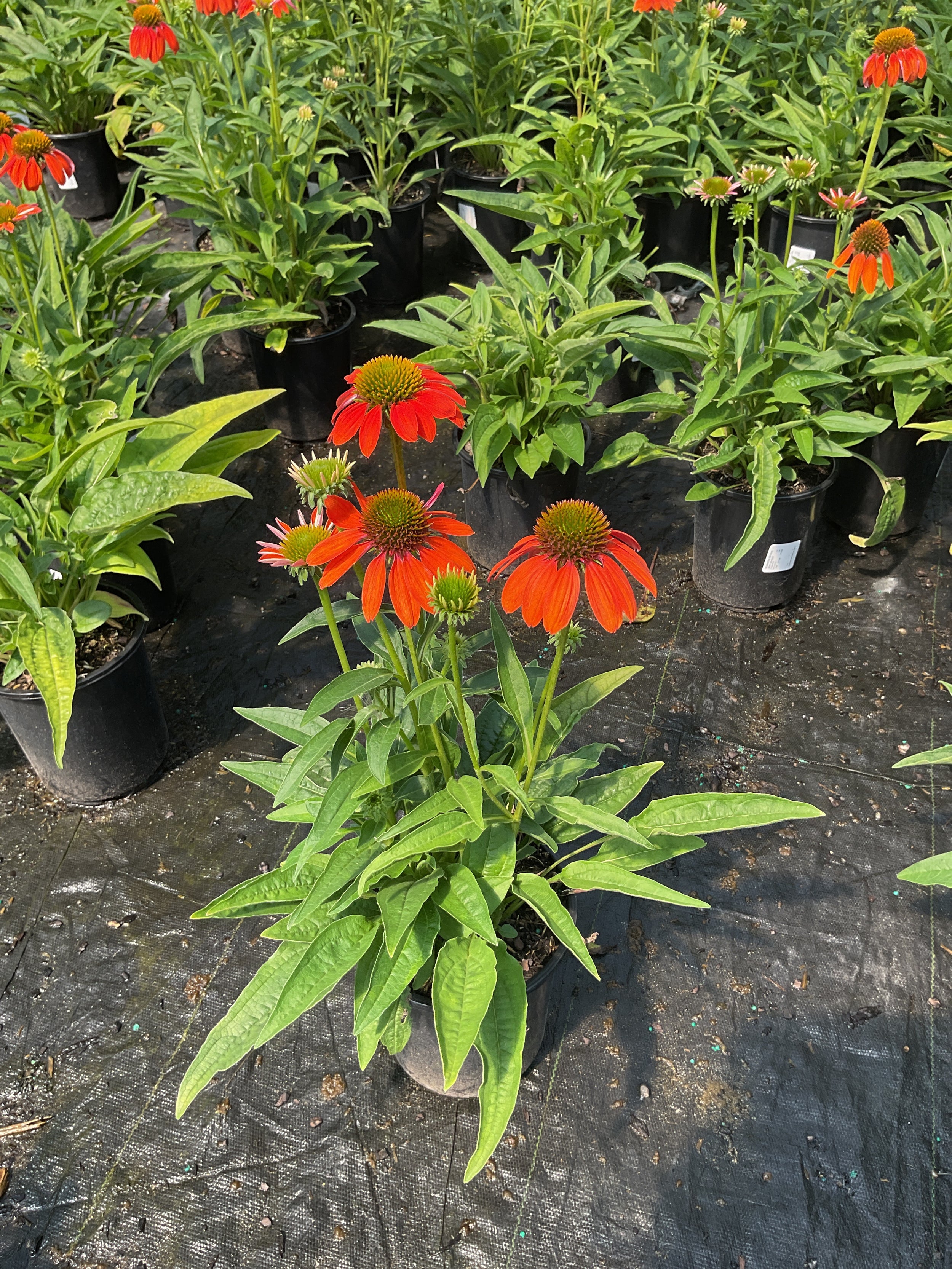 Echinacea artisan 'Soft Orange'