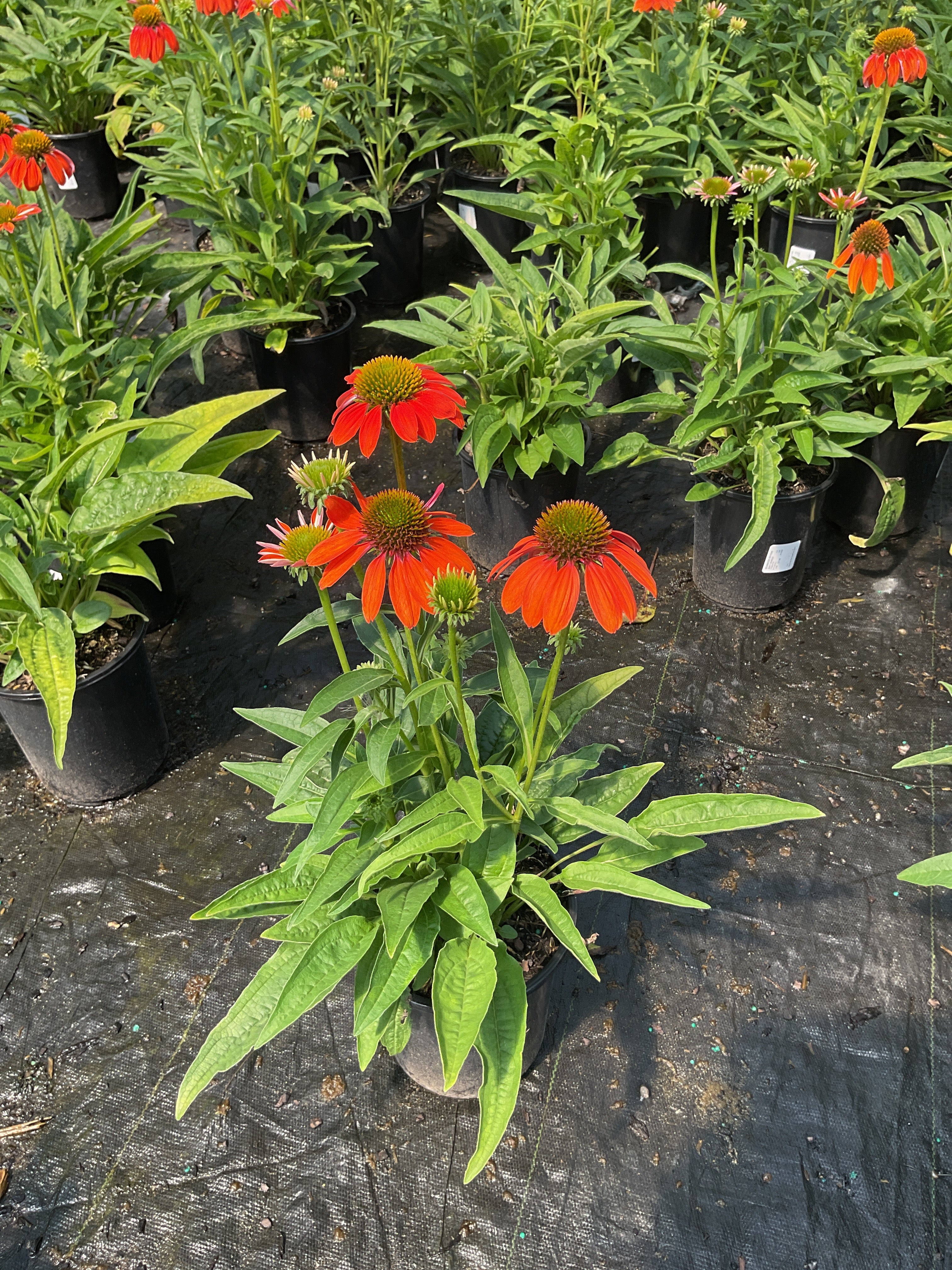 Echinacea artisan 'Soft Orange'