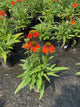 Echinacea artisan 'Soft Orange'