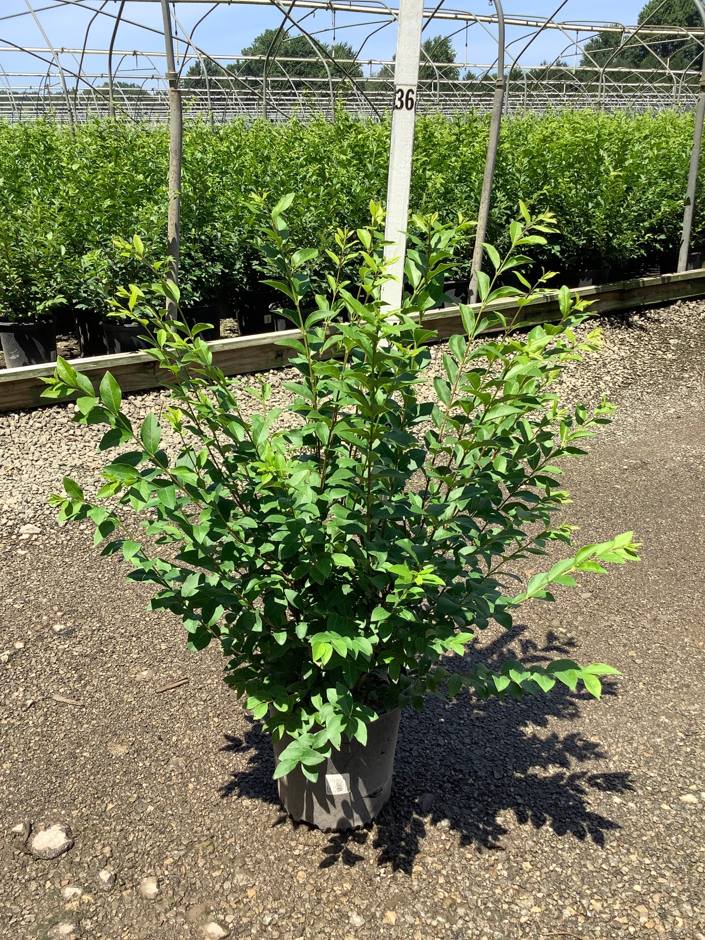 Ligustrum x ibolium