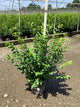 Ligustrum x ibolium
