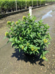 Diervilla sessilifolia 'Butterfly'