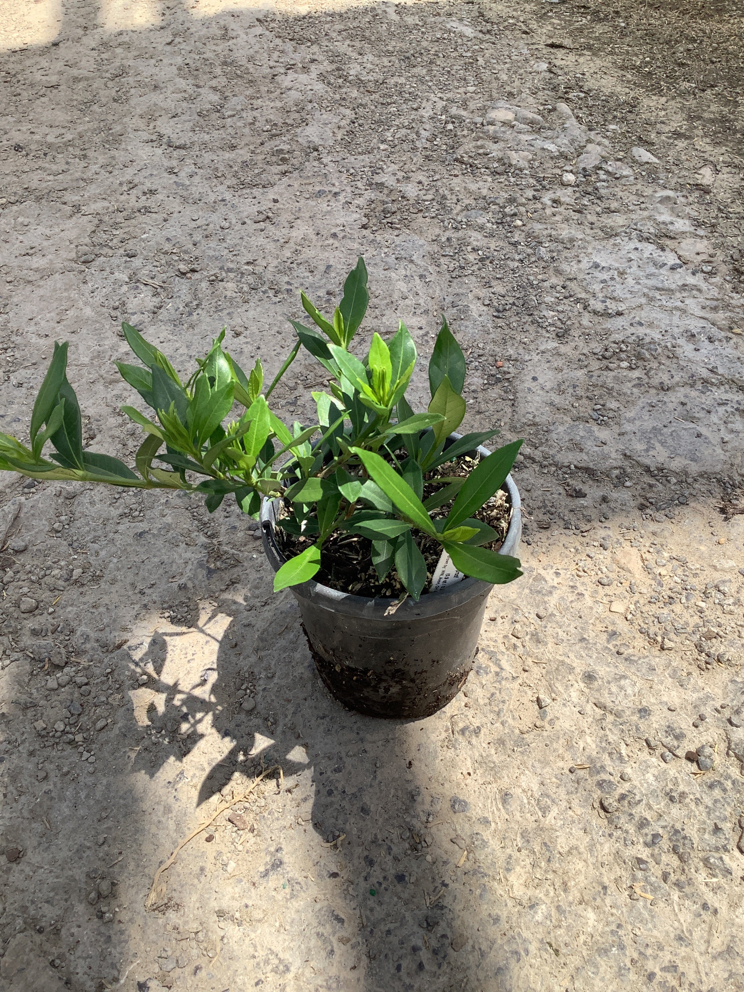 Gardenia jasminoides 'Frostproof'