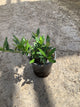 Gardenia jasminoides 'Frostproof'