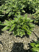 Hosta francee 'Francee'