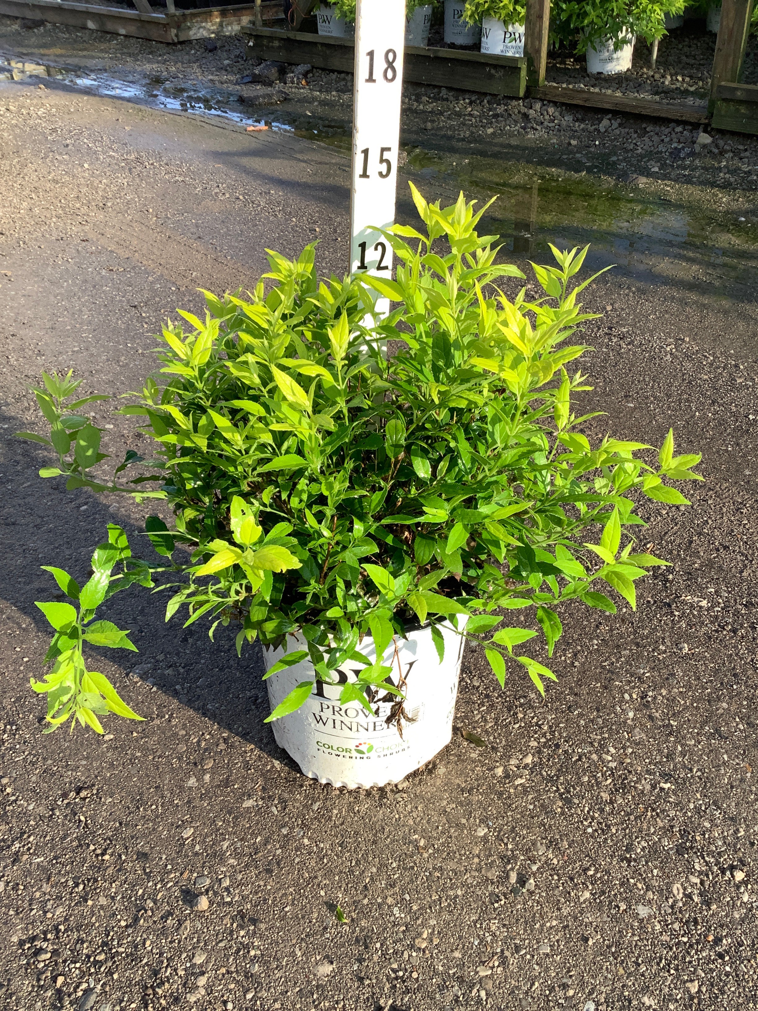 Deutzia gracilis 'Chardonnay Pearls'