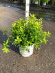 Deutzia gracilis 'Chardonnay Pearls'