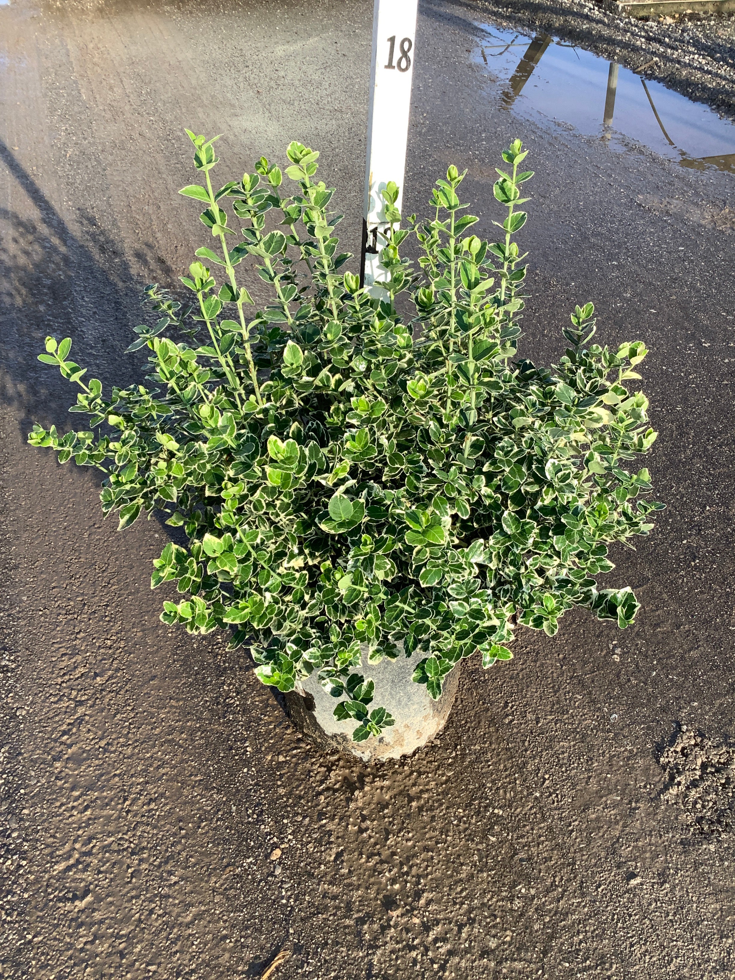 Euonymus fortunei 'Emerald Gaiety'