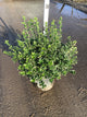 Euonymus fortunei 'Emerald Gaiety'