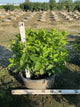Hydrangea paniculata 'Zwijnenburg'