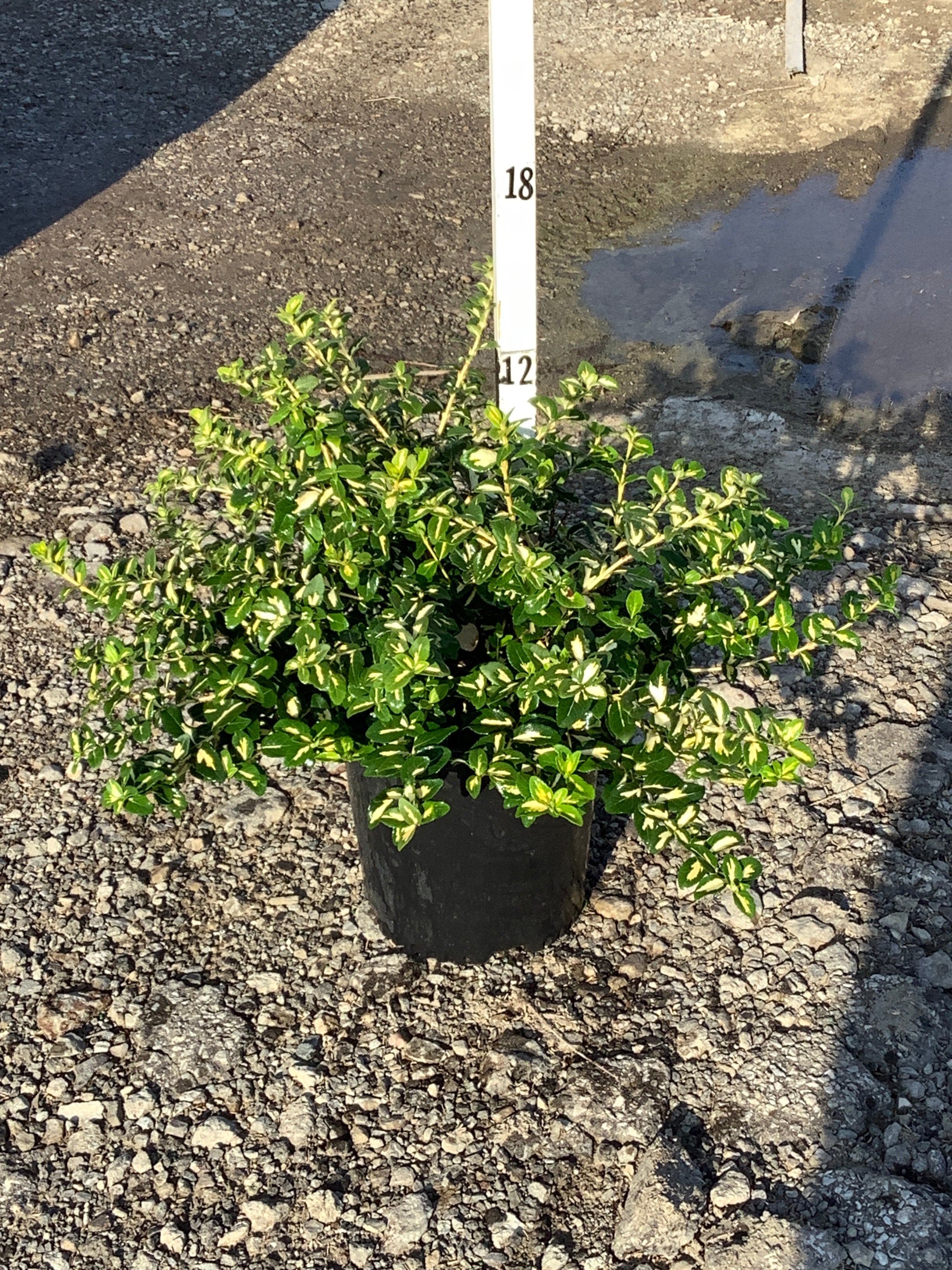 Euonymus fortunei 'Moonshadow'