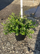 Euonymus fortunei 'Moonshadow'