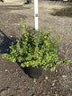 Euonymus fortunei 'Emerald N Gold'