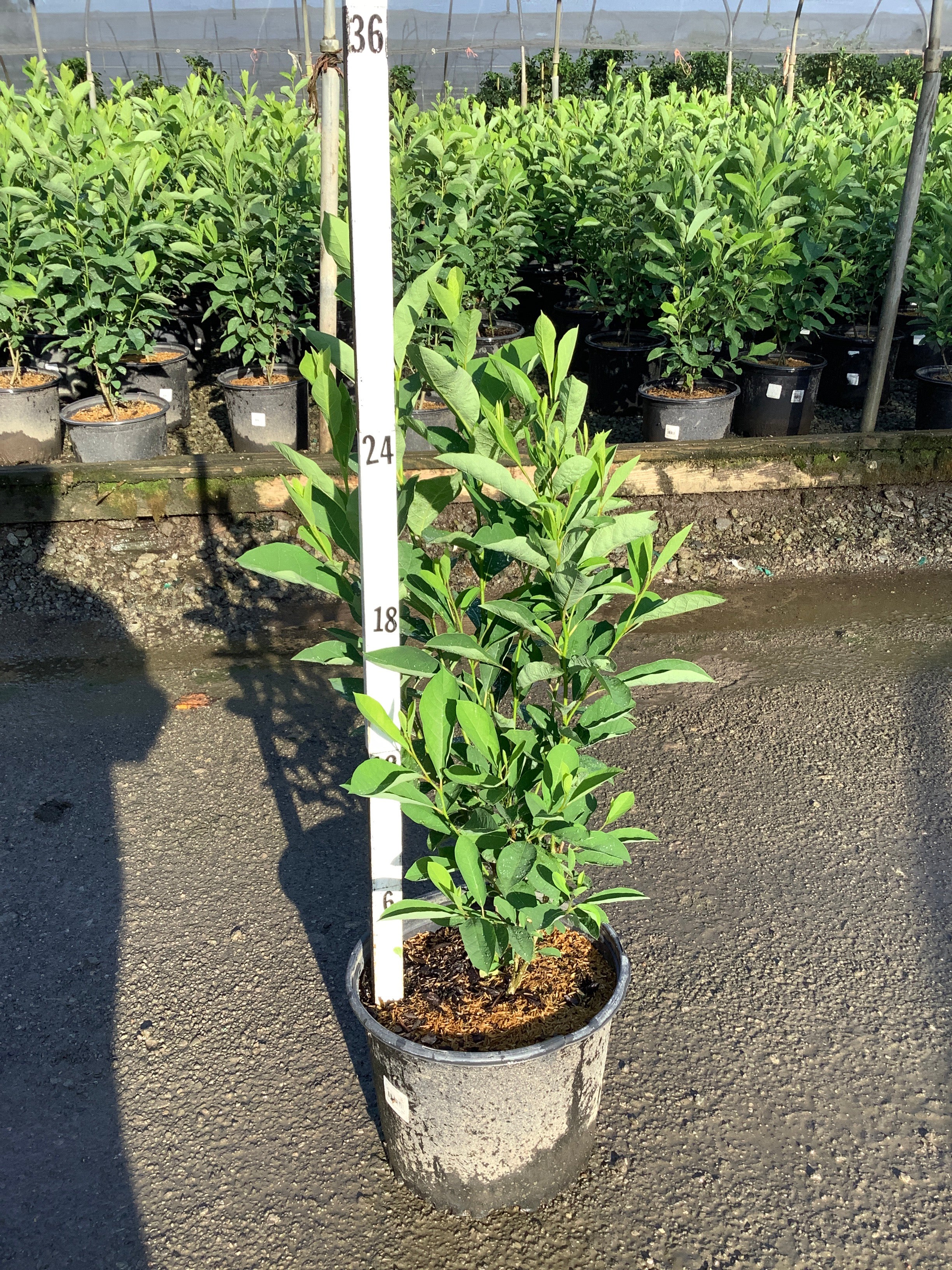 Lindera benzoin