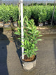 Lindera benzoin