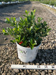 Aronia 'Low Scape Mound'