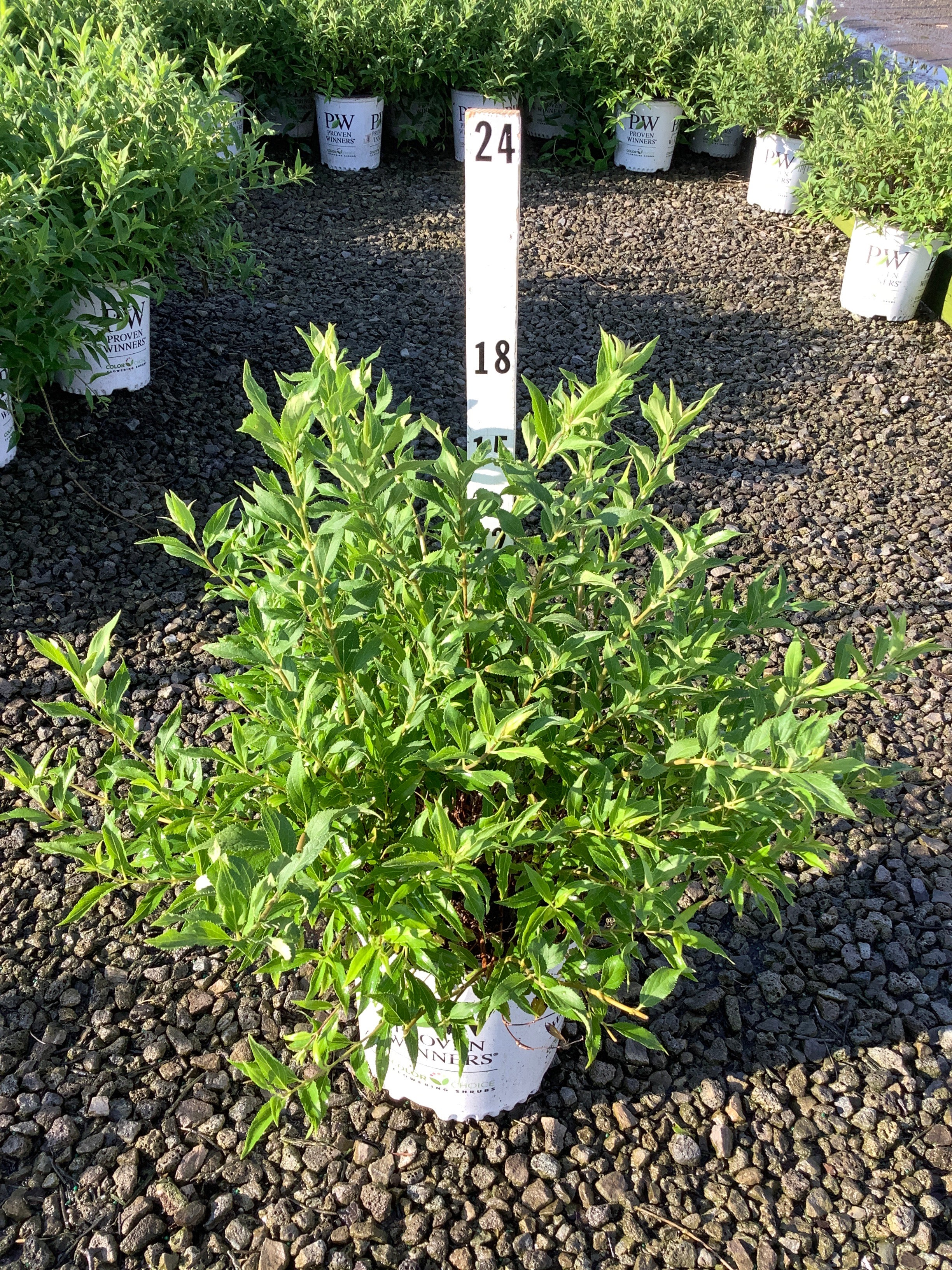 Deutzia yuki 'Snowflake'