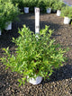 Deutzia yuki 'Snowflake'