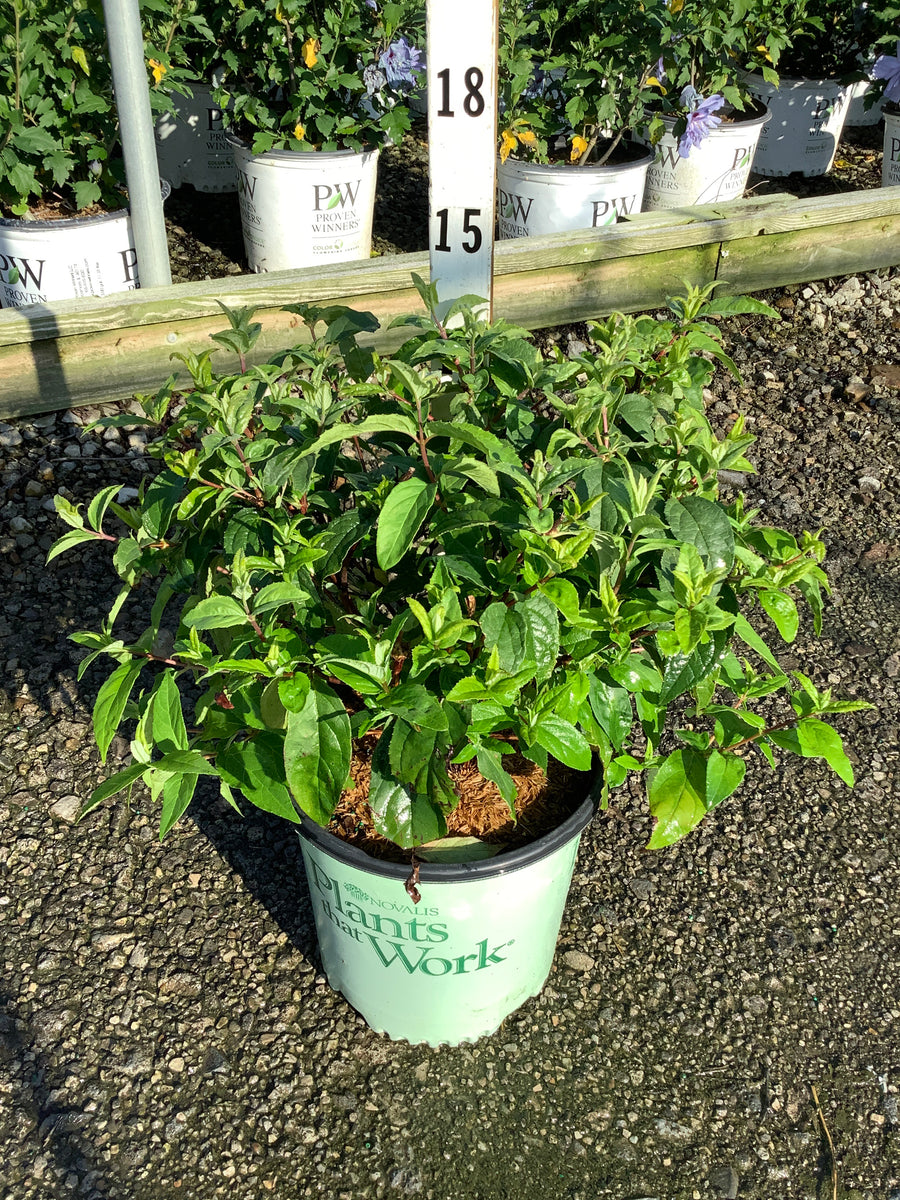 Deutzia 'Raspberry Sundae' â€” G2 PTW