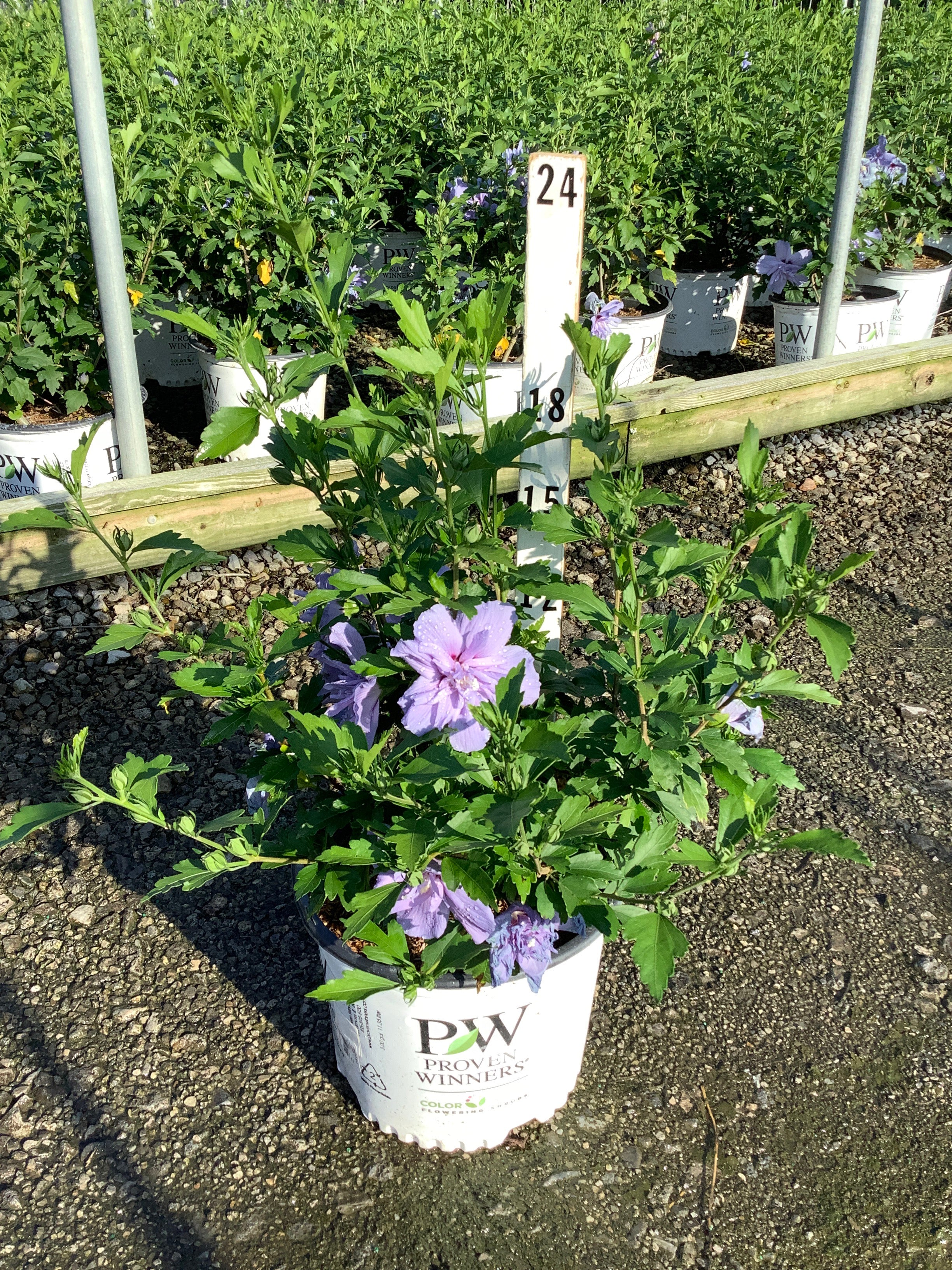 Hibiscus syriacus 'Notwoodthree'