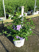 Hibiscus syriacus 'Notwoodthree'