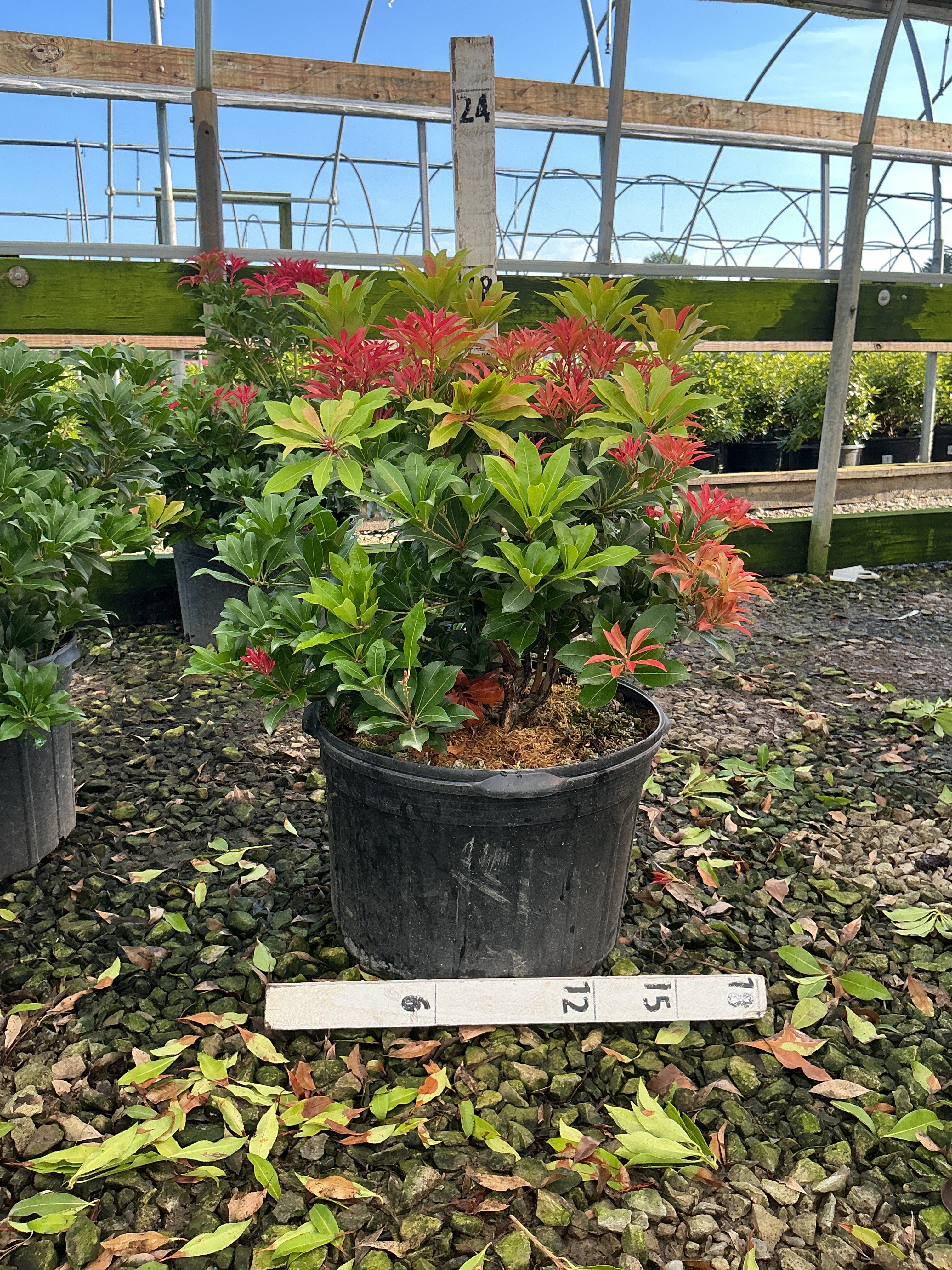 Pieris japonica 'Mountain Fire'