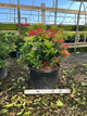 Pieris japonica 'Mountain Fire'