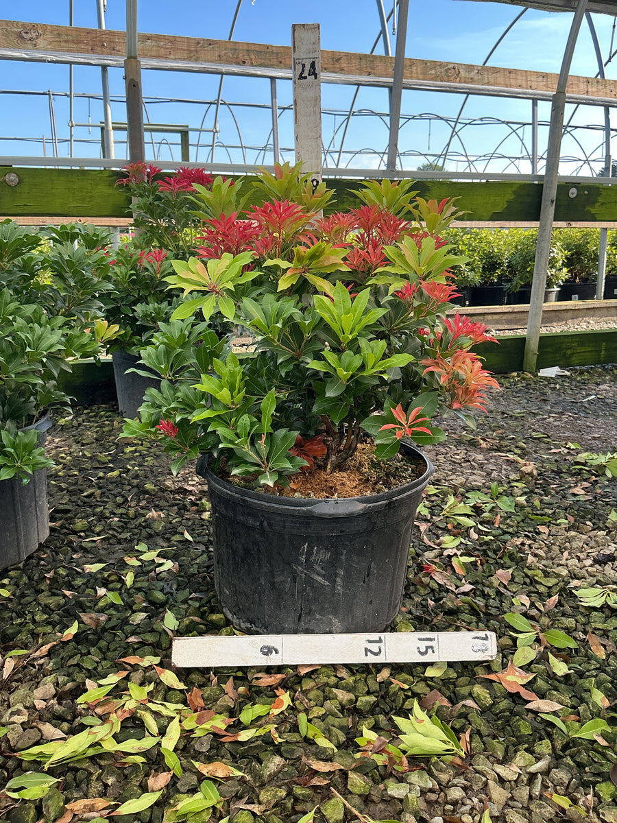 Pieris japonica 'Mountain Fire' â€” G5 18