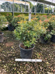 Pieris japonica 'Dorothy Wycoff'