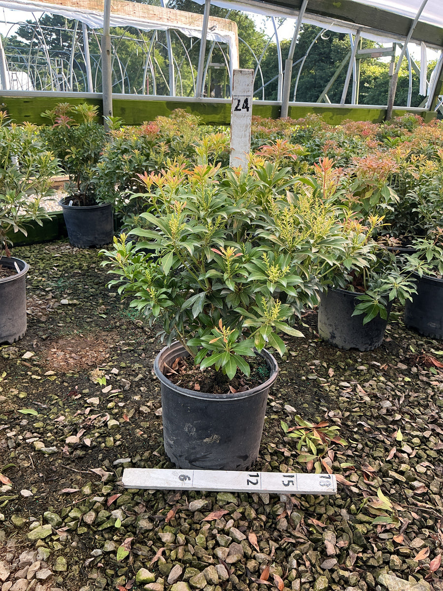 Pieris japonica 'Dorothy Wycoff' â€” G3 12