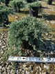 Juniperus horizontalis 'Wiltoni'